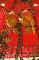Le Manege Carre Senart concu par Francois Delaroziere 075